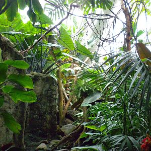 Upland Tropical Rainforest Exhibit