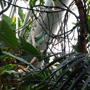Upland Tropical Rainforest Exhibit