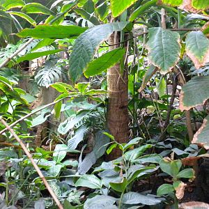Upland Tropical Rainforest Exhibit