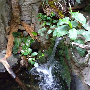 Upland Tropical Rainforest Exhibit