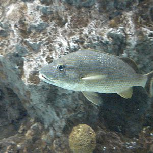 Atlantic Coral Reef Exhibit