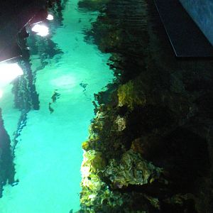 Atlantic Coral Reef Exhibit