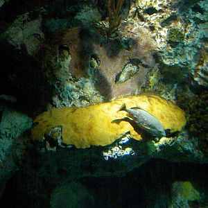 Atlantic Coral Reef Exhibit