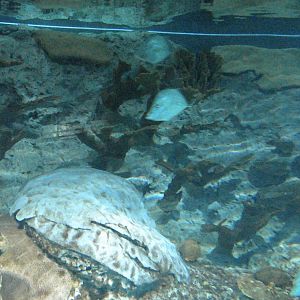 Atlantic Coral Reef Exhibit