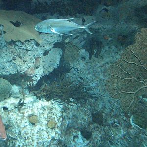 Atlantic Coral Reef Exhibit