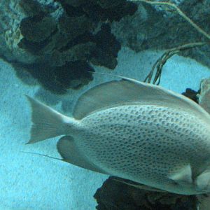 National Aquarium in Baltimore 207