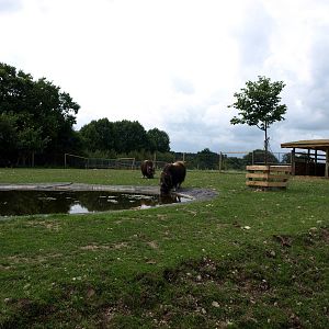 Scandinavian Wildlife Park - Musk ox exhibit