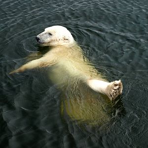 Scandinavian Wildlife Park - Polar bear