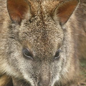 Parma wallaby 21 August 2010