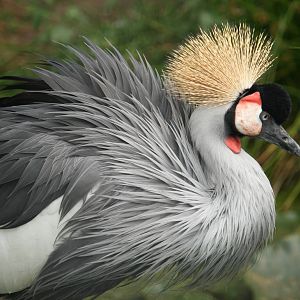 Crowned crane 21 August 2010