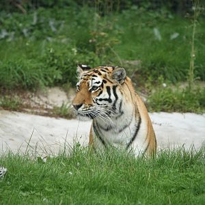 Amur tiger 21 August 2010