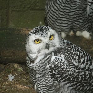 Snowy owl 21 August 2010