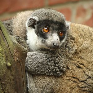Mongoose lemur 21 August 2010