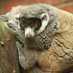 Mongoose lemur 21 August 2010