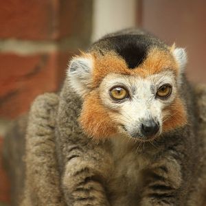 Crowned lemur 21 August 2010