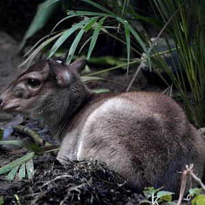 Randers Tropical Zoo - Africa Dome (Blue duiker)