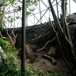 Randers Tropical Zoo - Africa Dome (Colobus exhibit)