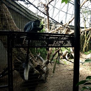 Randers Tropical Zoo - Africa Dome (Colobus exhibit)