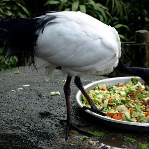 Randers Tropical Zoo - Africa Dome (Sacred ibis)