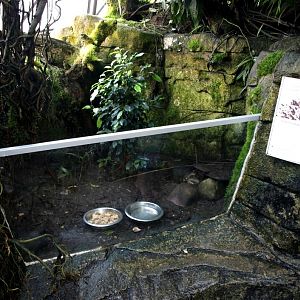 Randers Tropical Zoo - Africa Dome (Hedgehog exhibit)