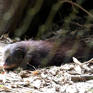 Randers Tropical Zoo - Africa Dome (Marsh mongoose)