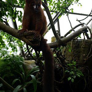 Randers Tropical Zoo - Africa Dome (Red-bellied lemur)