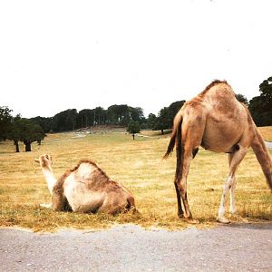 East African Game Reserve - July 1989