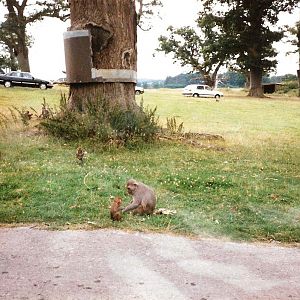 Monkey Jungle - July 1989