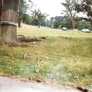 Monkey Jungle - July 1989