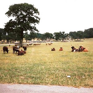 Big Game Park - July 1989