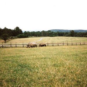 Big Game Park - July 1989