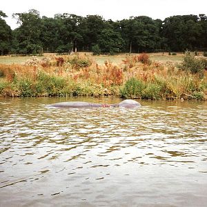 River Boat Safari - July 1989