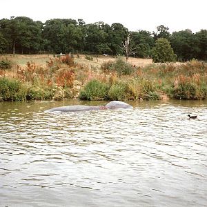 River Boat Safari - July 1989