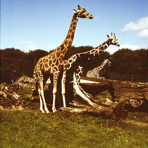 East African Game Reserve - August 1982