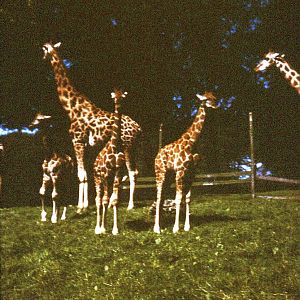 East African Game Reserve - August 1982