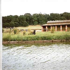 River Boat Safari - July 1989