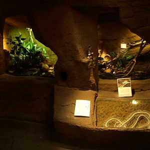 Randers Tropical Zoo - Diorama Hall (Indian cobra)