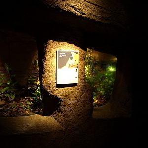 Randers Tropical Zoo - Diorama Hall (Arrow frogs)