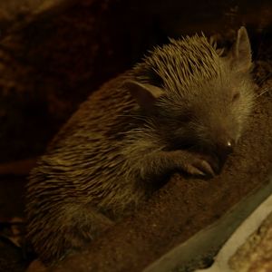 Randers Tropical Zoo - Diorama Hall (Tenrec)