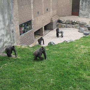 Gorilla scatter feed