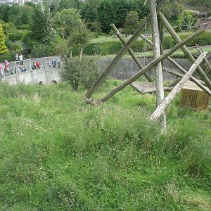 Lower half of Chimp enclosure