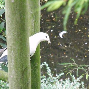 Pied imperial pigeon