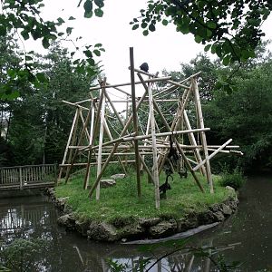 Spider monkey island