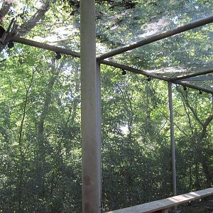 Australia-Tree Kangaroo Enclosure