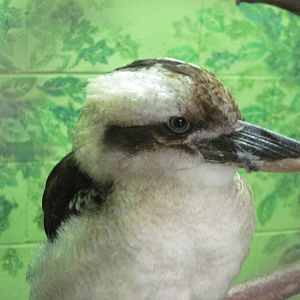 Australia-Kookaburra