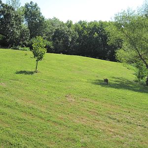 Australia-Kangaroo Yard