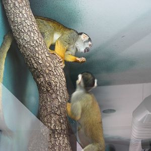 Discovery Barn-Squirrel Monkey