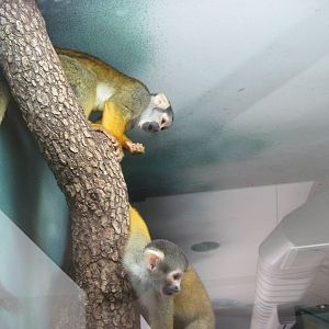 Discovery Barn-Squirrel Monkey