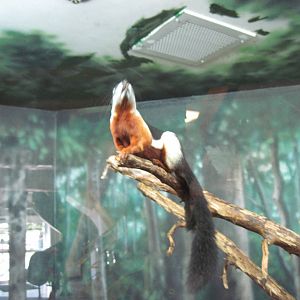 Discovery Barn-Prevost's Squirrel