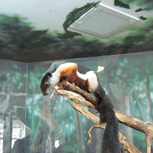 Discovery Barn-Prevost's Squirrel